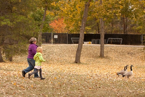 A woman and a young child, holding hands, chase geese across a leaf-covered park in autumn.