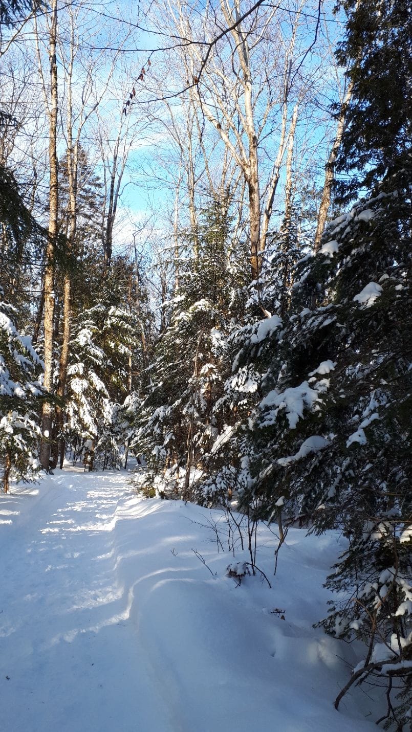 A snowy forest trail with sunlight filtering through bare and evergreen trees covered with snow.