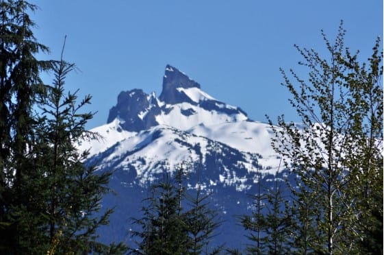 Snow-covered mountain peak visible between lush green trees under a clear blue sky.